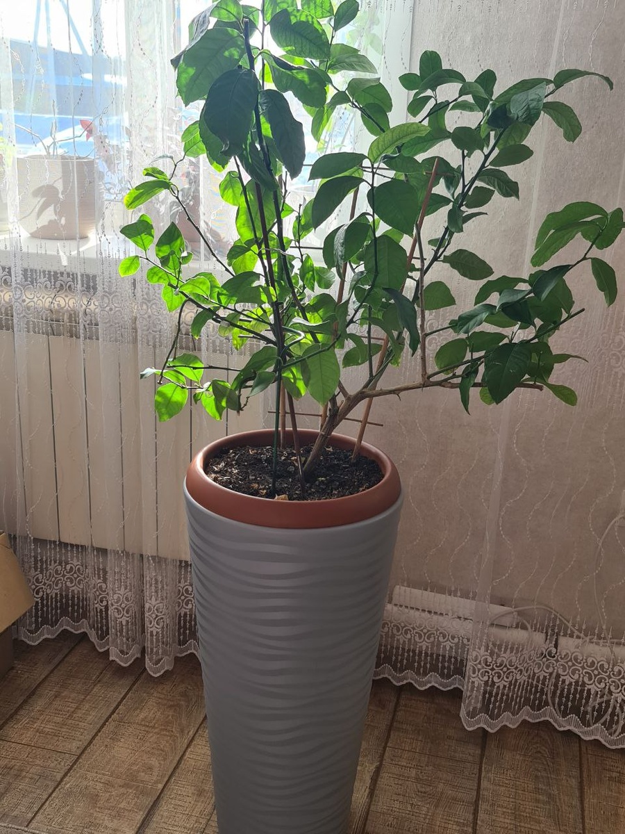 Мой лимон сорта Лунарио с обрезанными верхушками