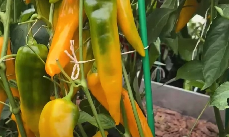 Весенний заряд для рассады: настой луковой шелухи делает помидоры и перцы сильными и крепкими