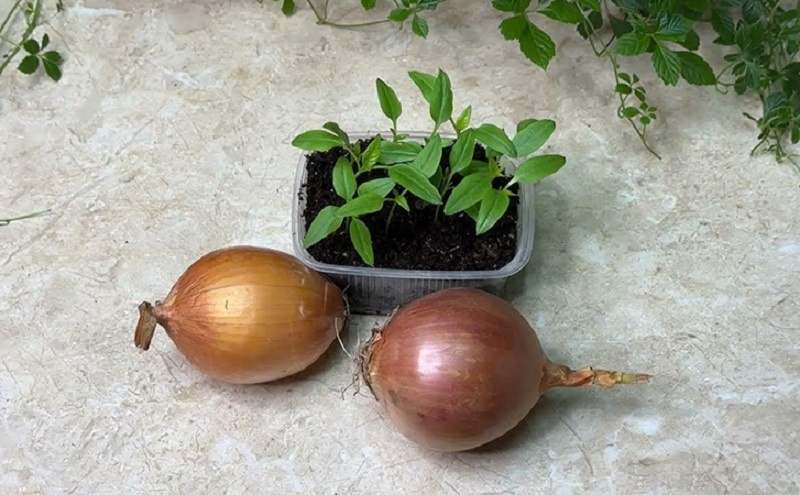 Весенний заряд для рассады: настой луковой шелухи делает помидоры и перцы сильными и крепкими