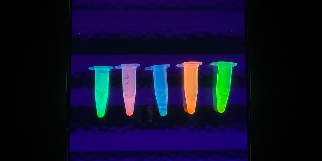 Это светящиеся белки!