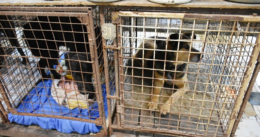 Минсельхоз и зоозащитники бьют тревогу: 70% бездомных собак в приютах — бывшие домашние