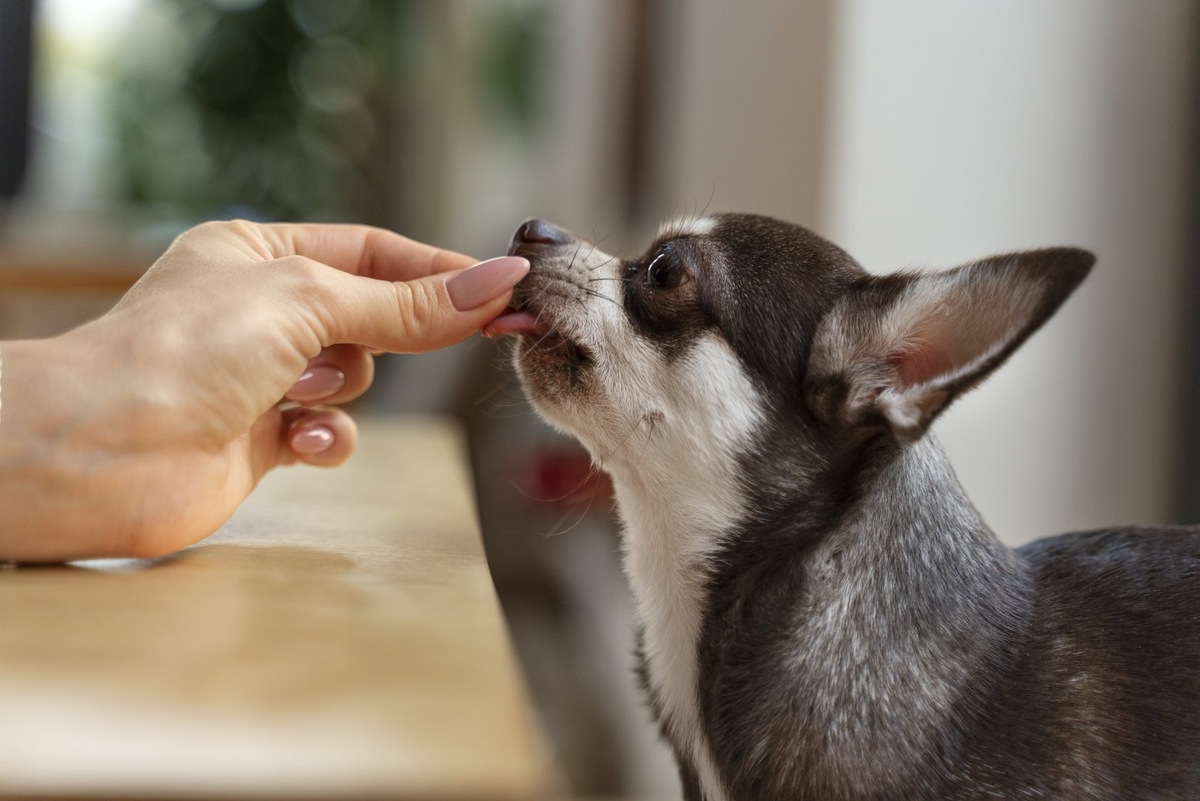    Желудки — отличное дополнение к натуральному рациону и вкусное лакомство для собак