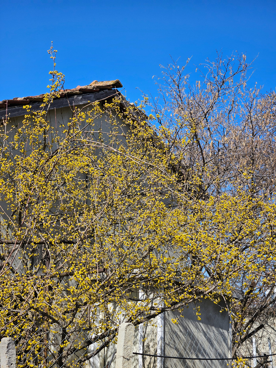 Кизил зацветает