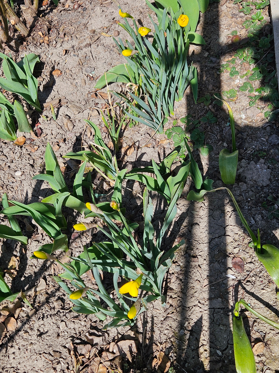 Нарциссы готовы к цветению