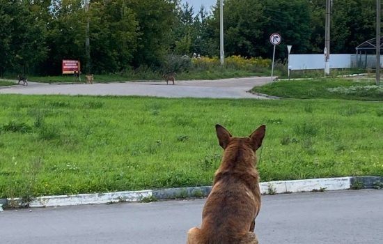    Фото: ИА "Орелград" / Светлана Числова