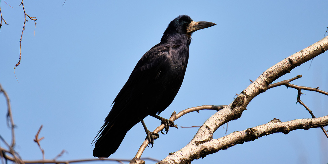 Народные приметы весны по месяцам