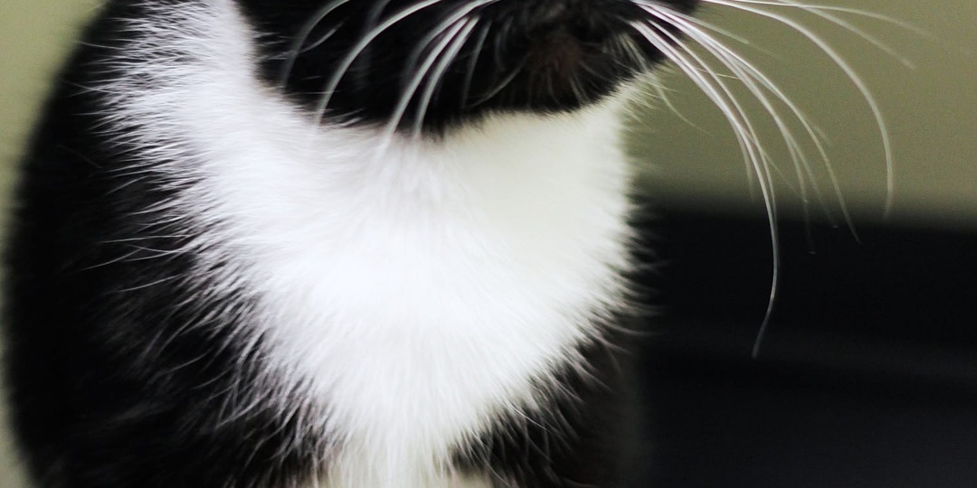 Котики в приюте мечтают о доме 🏠🐾