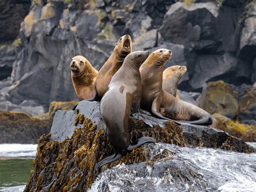 Курилы удивляют животным миром © Николай Гернет
