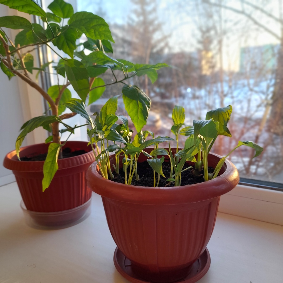 За окном просыпается мир