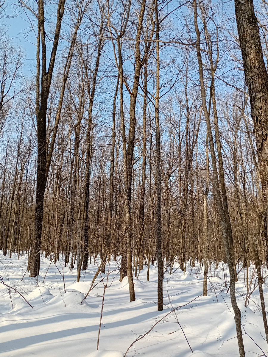 Прекрасный мартовский день в парке!