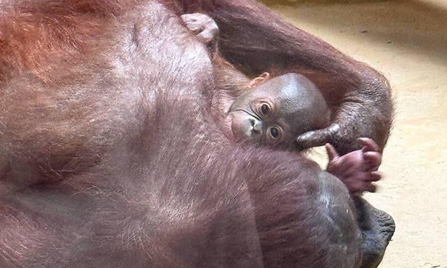 В Калининградском зоопарке родился орангутанг: Антон пытался открыть заслонку одеялами, чтобы увидеть сына