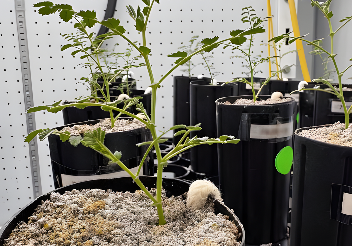    Нут успешно растет в обогащенном лунном грунте, что дает ученым надежду на возможность выращивания его на Луне.