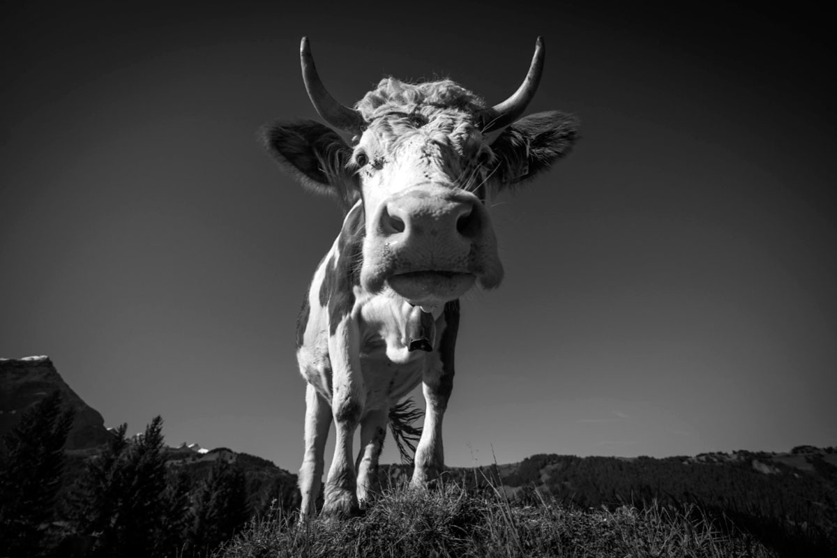 Зло роет себе яму. Рано или поздно наступает переломный момент, и люди восстают против тирана или жадного чиновника