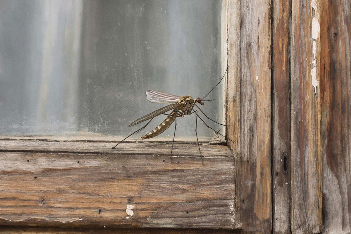 Энтомологи советуют не пренебрегать защитой: использовать спреи и фумигаторы.  Фото: Изображение сгенерировано с помощью ИИ / Маргарита Неклюдова