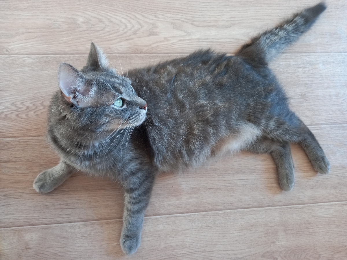 Кот автора. Фото тоже автора.