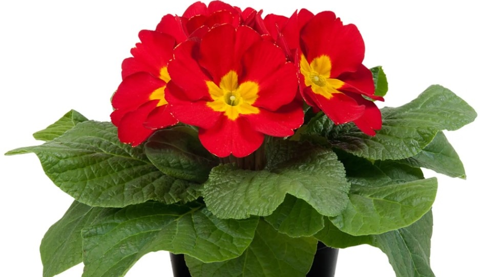 Примула комнатная 🌺🌺🌺: весеннее настроение на подоконнике