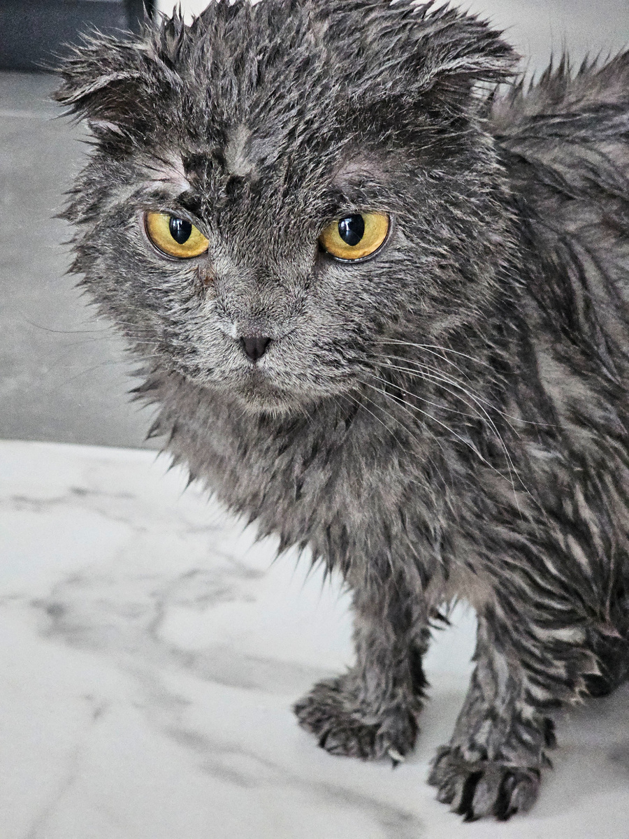 Грей "постирался"