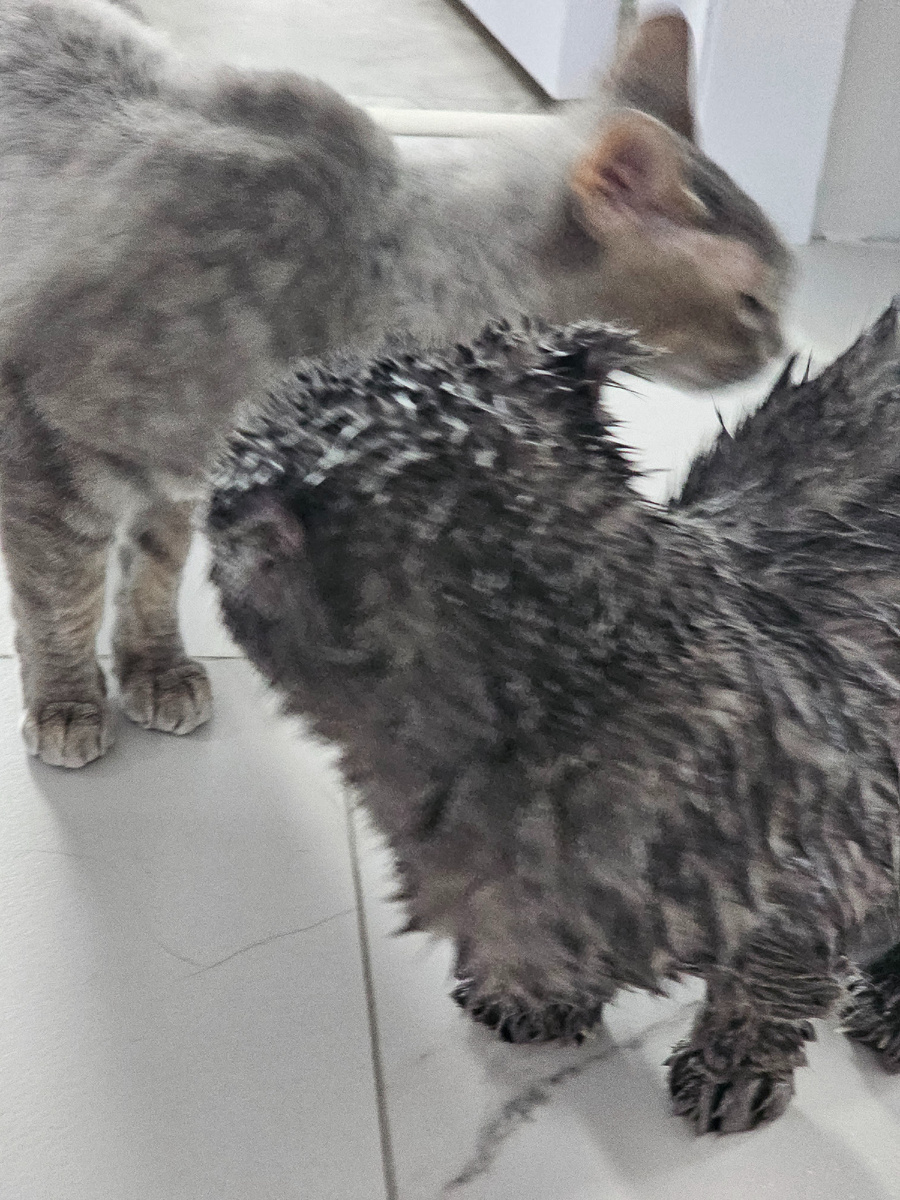 Локи обследует Грея