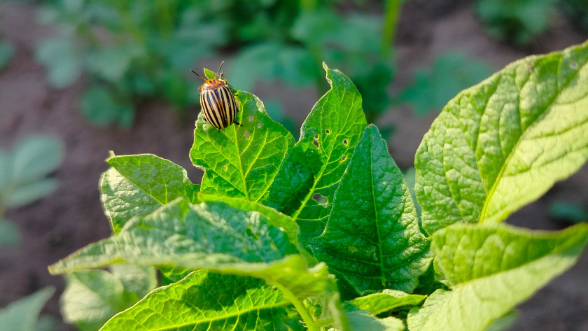    Фото progorod43.ru