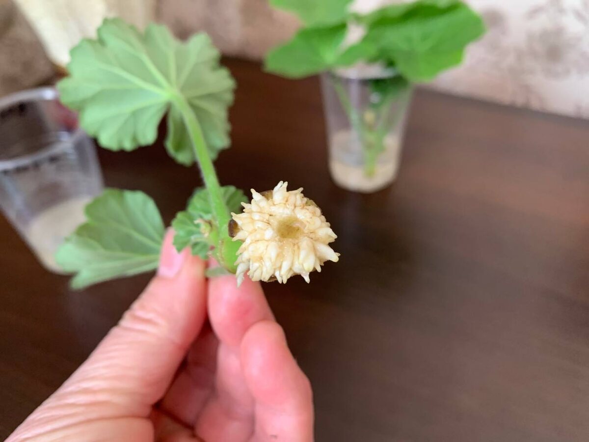 А как красиво! Фото автора 