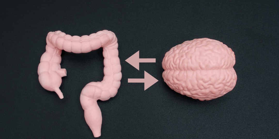 Кишечник, мозг, триптофан, бактерии