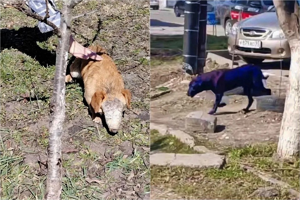    Местные подозревают, что за серией издевательств стоит один человек. Фото: соцсети очевидцев