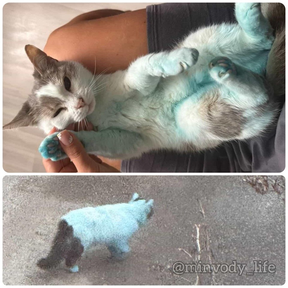    Вскоре хозяева котов тоже забили тревогу. Фото: t.me/minvody_life_1