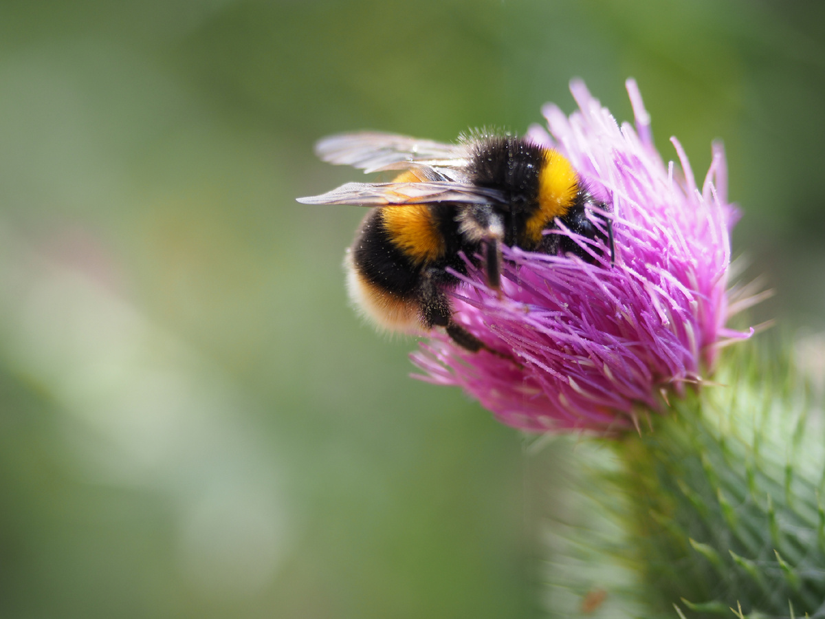 Изображение взято из источника: https://www.freepik.com/free-photo/selective-focus-shot-bee-thistle-flower_17754395.htm#fromView=search&page=1&position=0&uuid=39bca699-7203-45c7-9fdb-0b721466c0af&query=%D0%A8%D0%BC%D0%B5%D0%BB%D1%8C