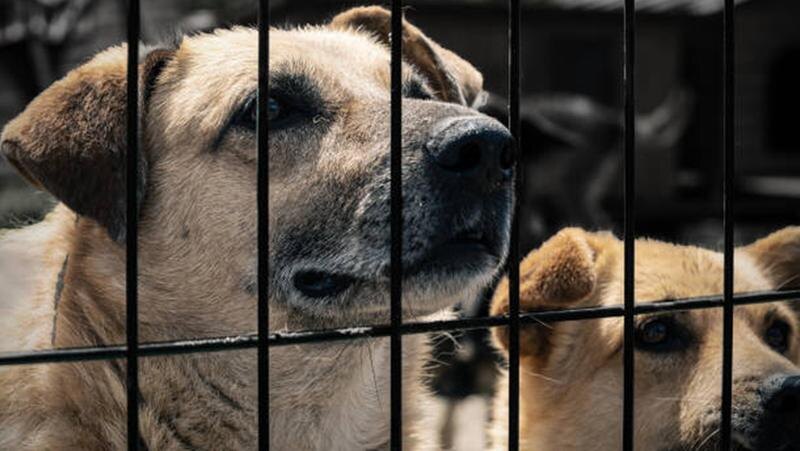    Фото: vet.lenobl.ru