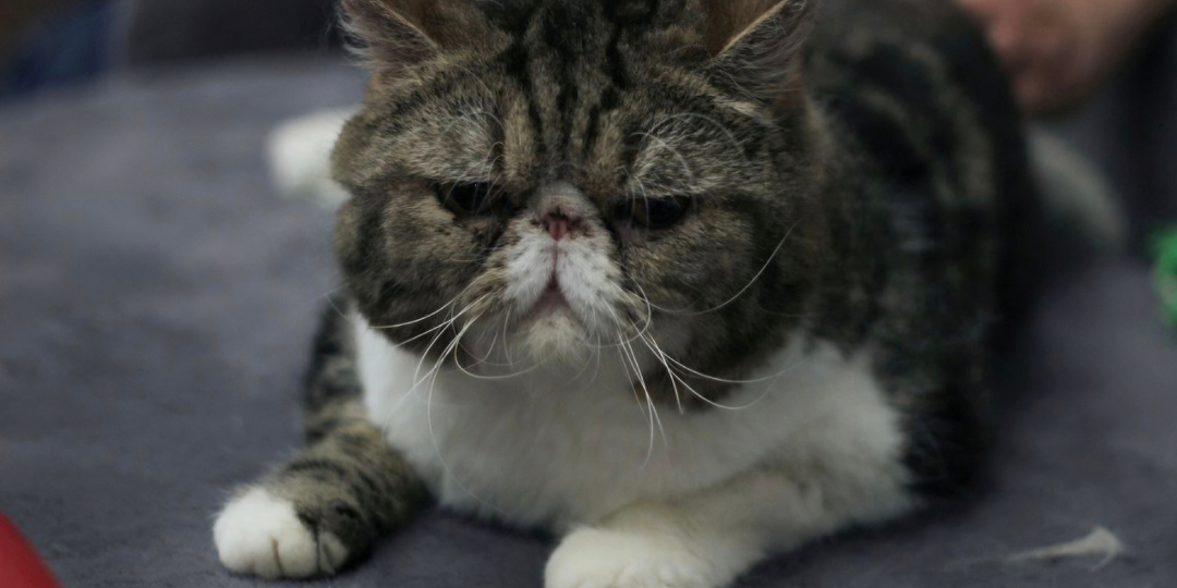 Кот Хасан ищет дом 🏠 ❤️