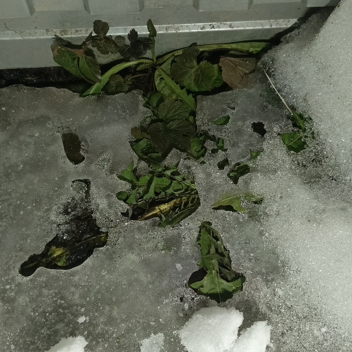 Сила жизни в природе восхищает и завораживает 