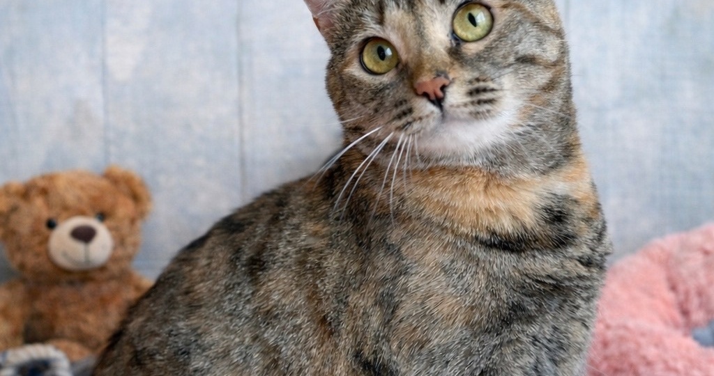 😺Тася продолжает искать свой дом🏡