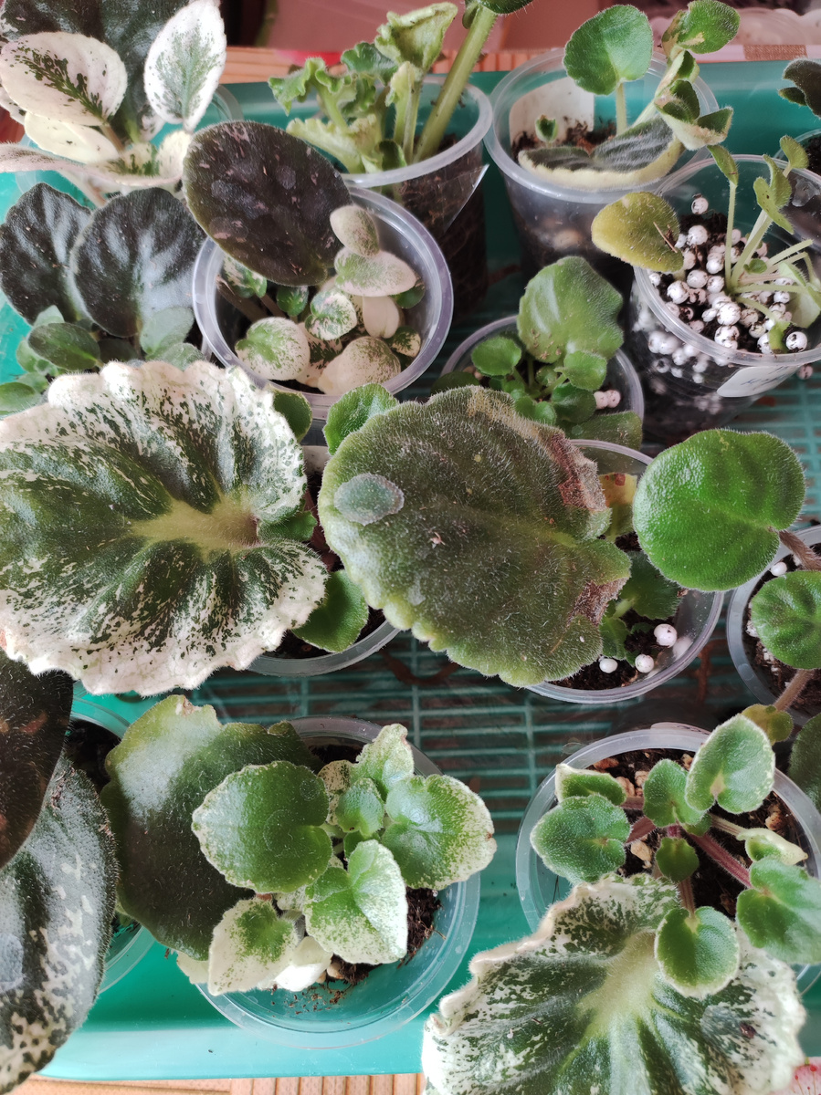 Детки при листе.