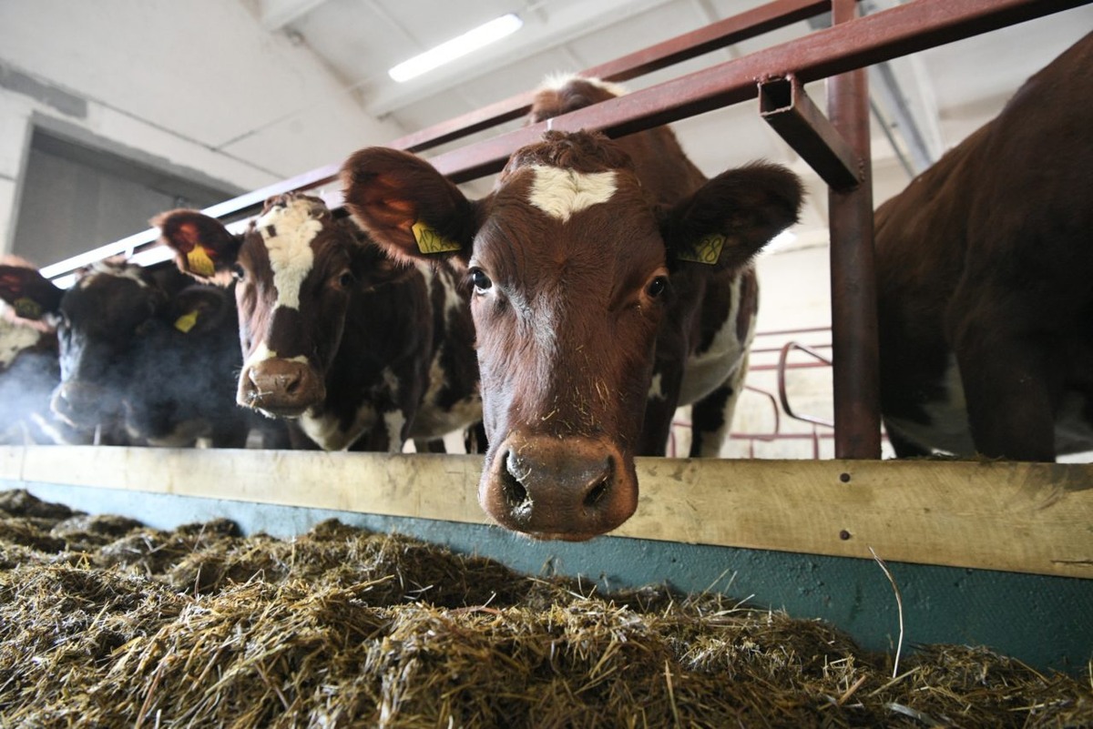    Фото: "Республика"/ Сергей Юдин