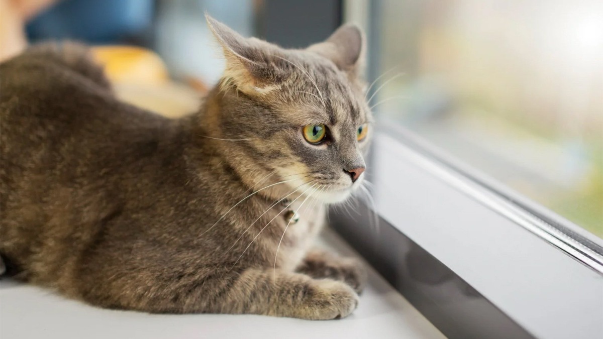    Полисорб может помочь кошке при отравлении или кишечной инфекции