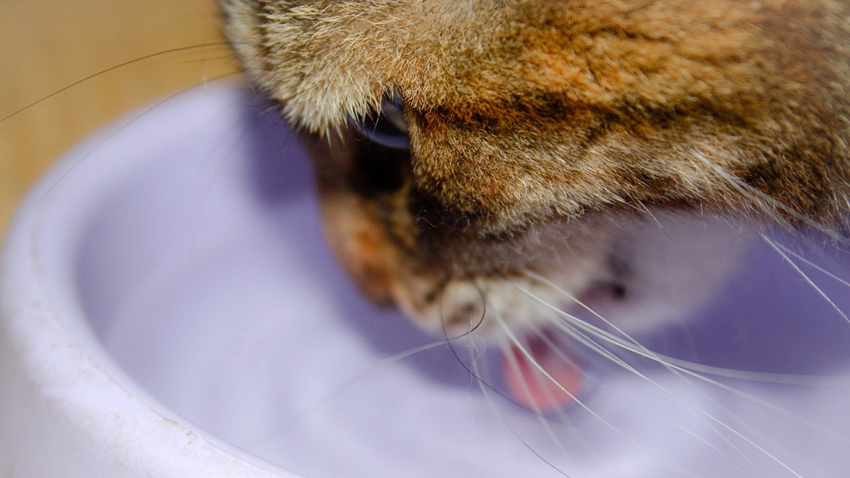    Многие кошки пьют полисорб самостоятельно, потому что он не имеет запаха и вкуса