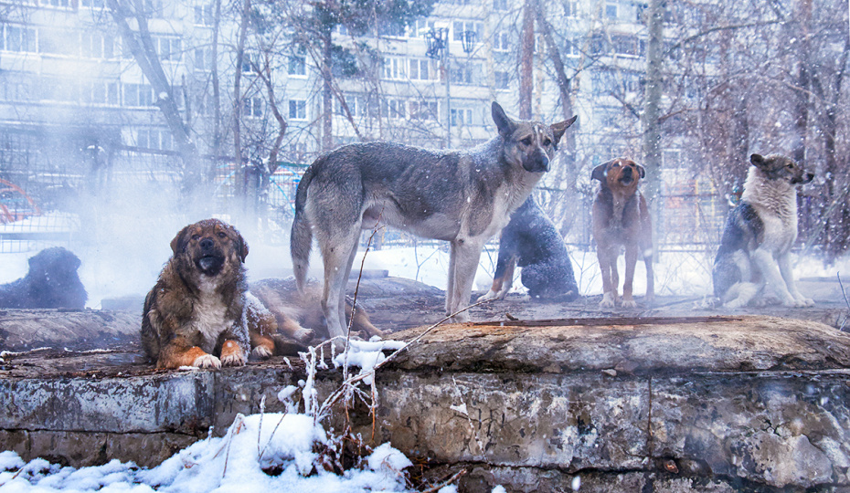 Сообщения о халатности: в Иркутской области возбудили дело из-за нападений бездомных собак