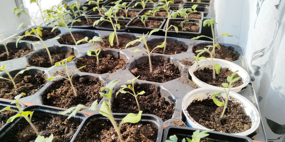 Подкормка рассады томатов и перцев.