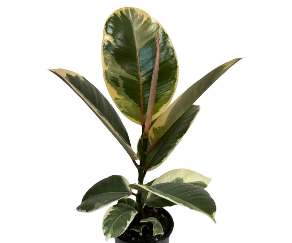 Ficus elastica 'Tineke'