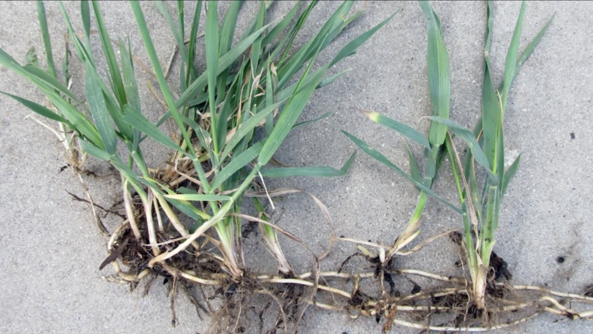 Замучил мои тюльпаны🫩