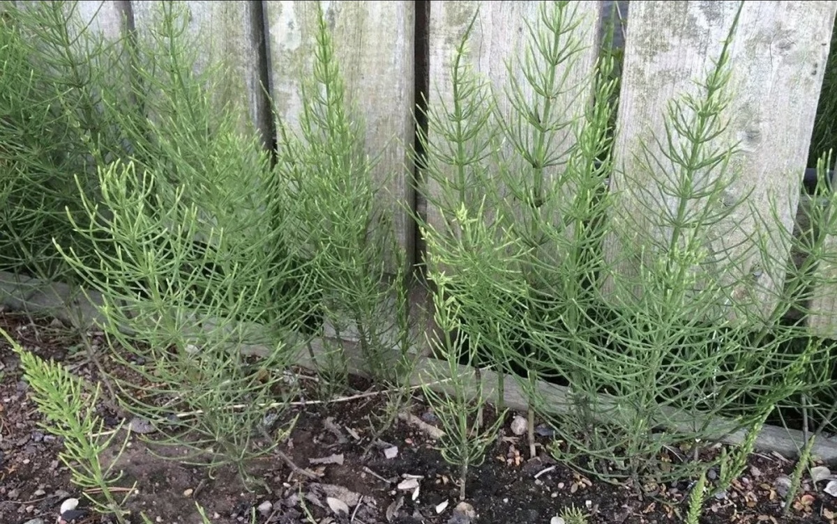 Заполонили теплицу🤨