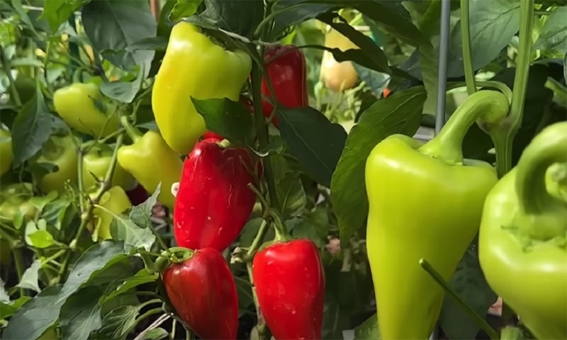 Два перца в одной лунке: необычный способ для рекордного урожая и крепкой рассады