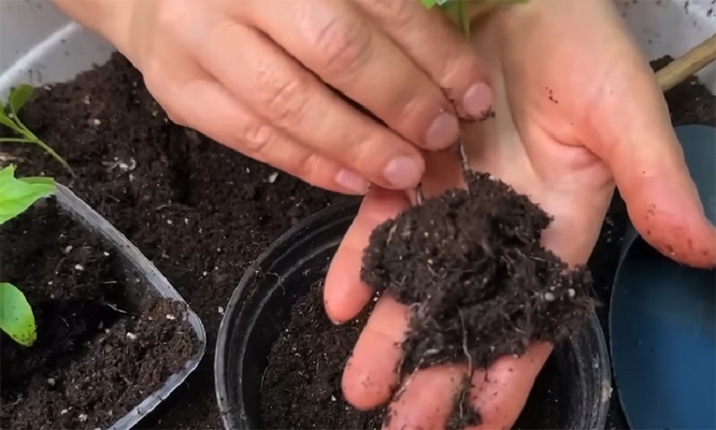 Два перца в одной лунке: необычный способ для рекордного урожая и крепкой рассады