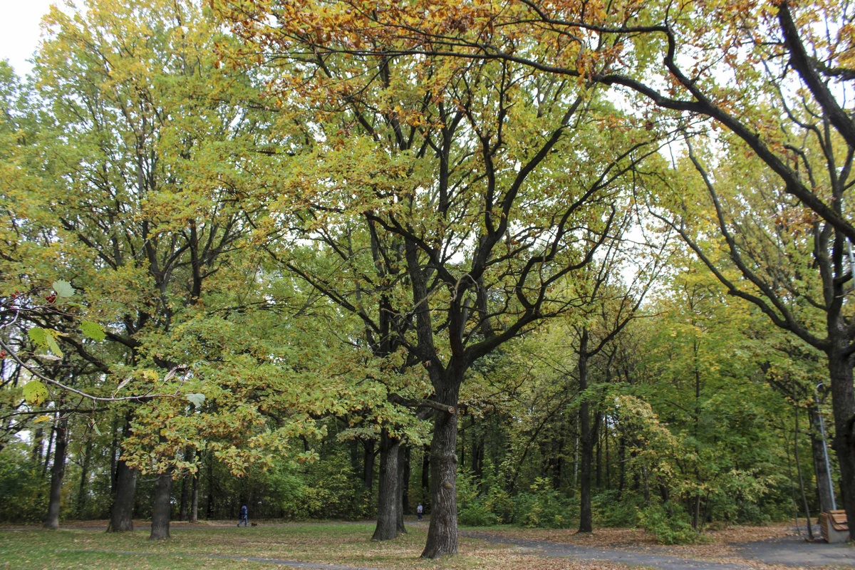 В живых изгородях и парках регулярно удаляют молодую поросль клена.  Фото: Фото: ФедералПресс / Ксения Кобалия