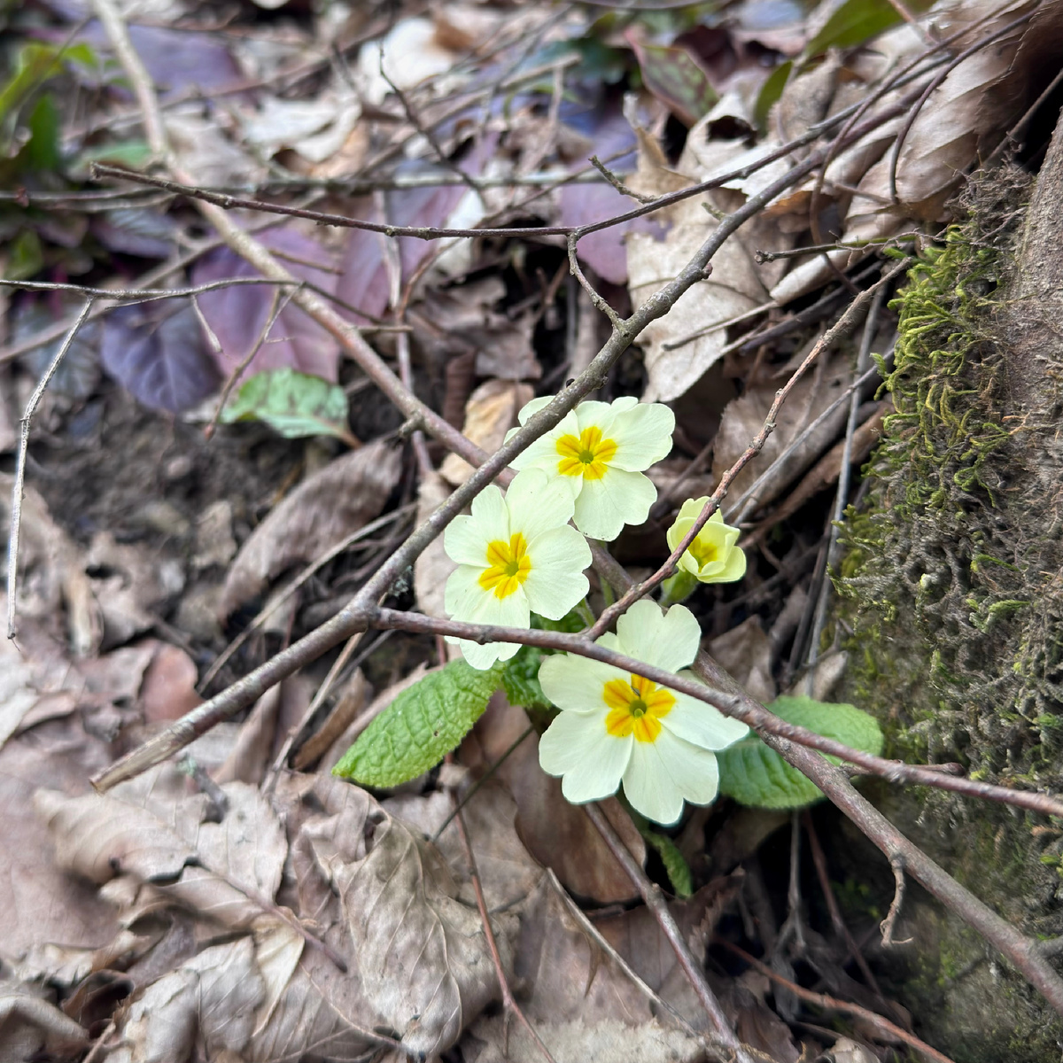 Примула или первоцвет. 
