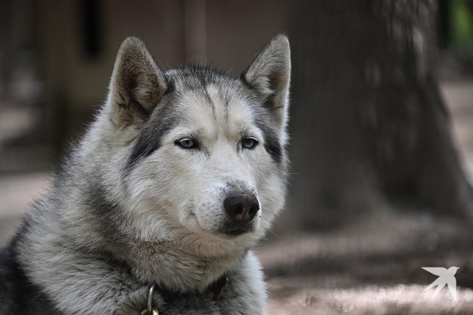    На Урале собака хаски атаковала двух детей и хозяина Иван МАКЕЕВ