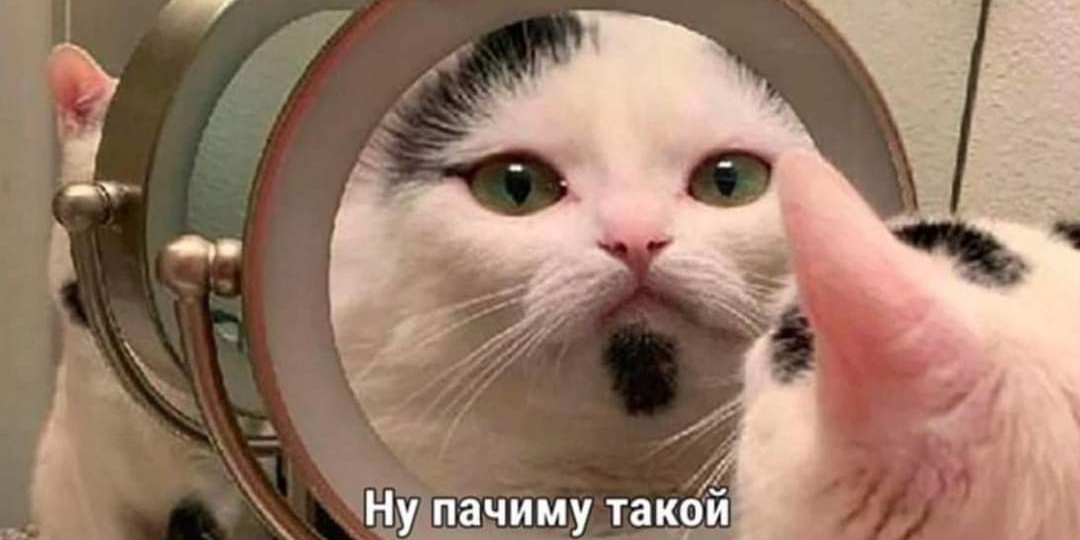 КАК КОТИКИ СПАСЛИ ЖЕНЩИНОВ