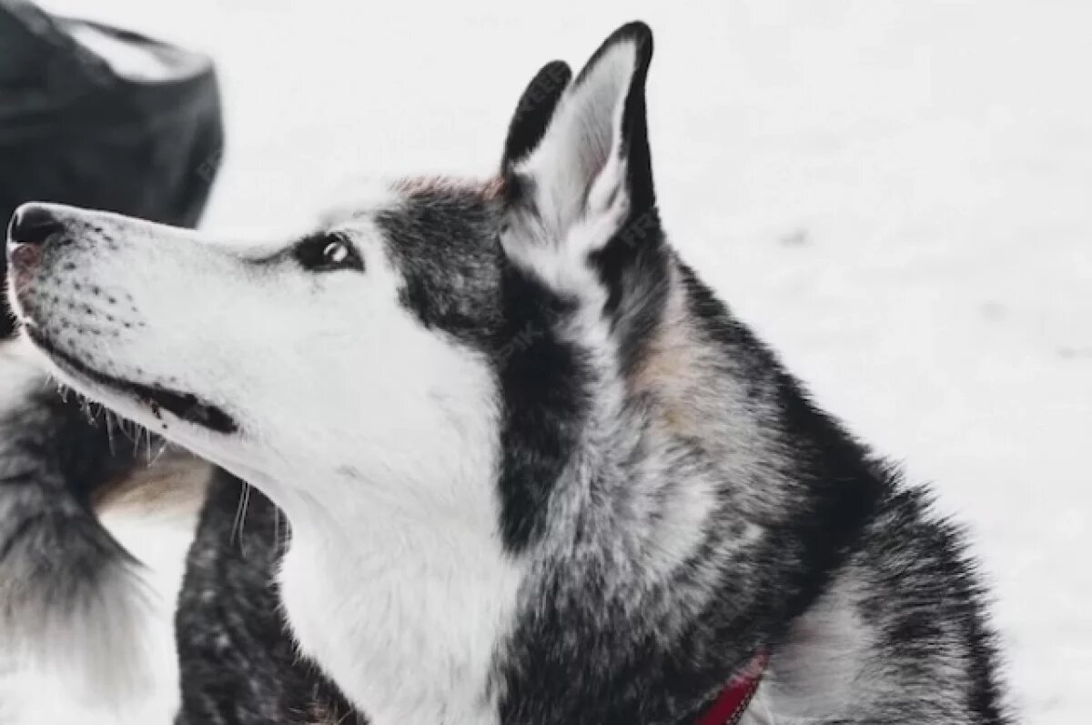    В уральском поселке собака покусала двух детей и напала на хозяина