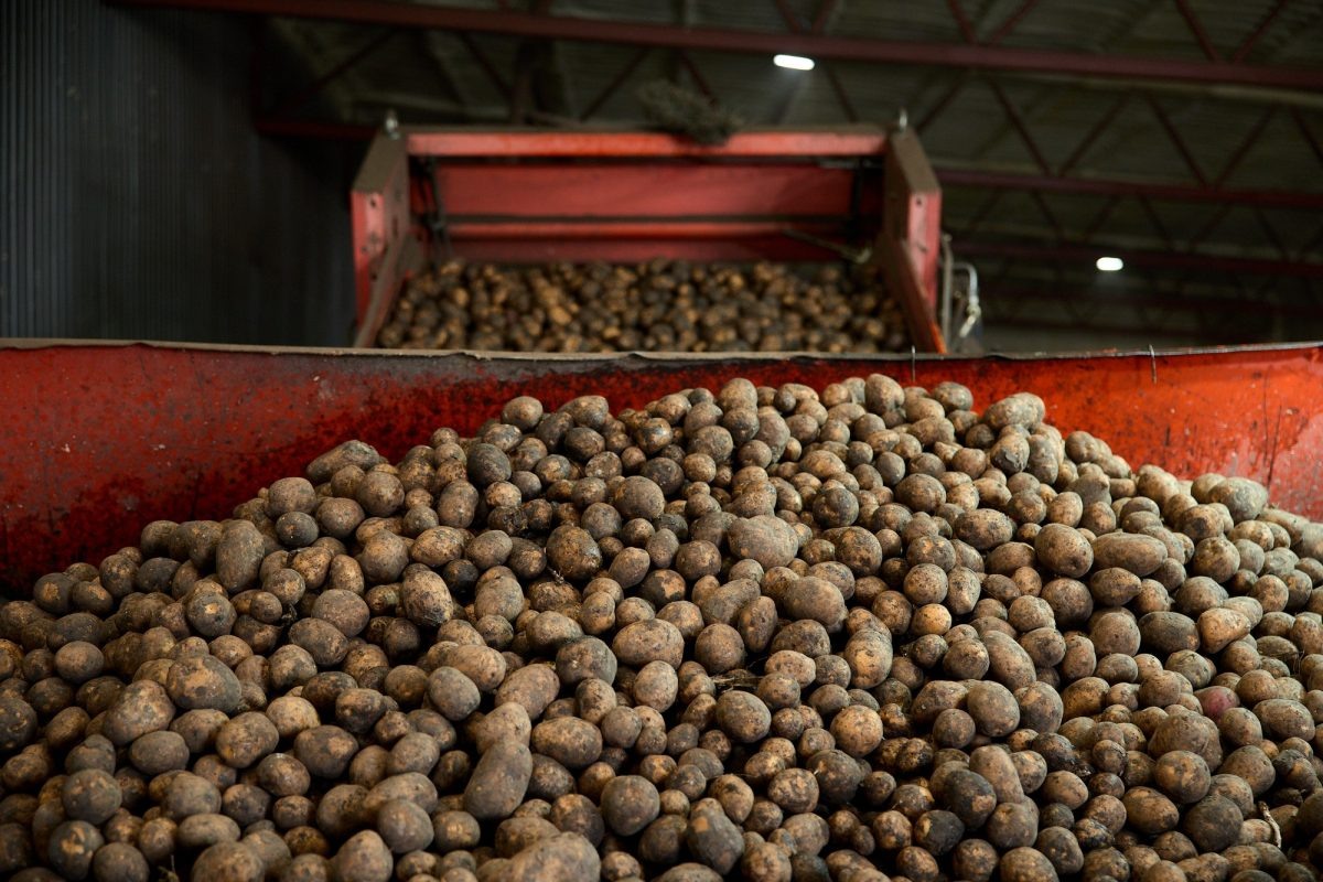    Нижегородские фермеры смогут поставлять в сети через агроагрегаторы