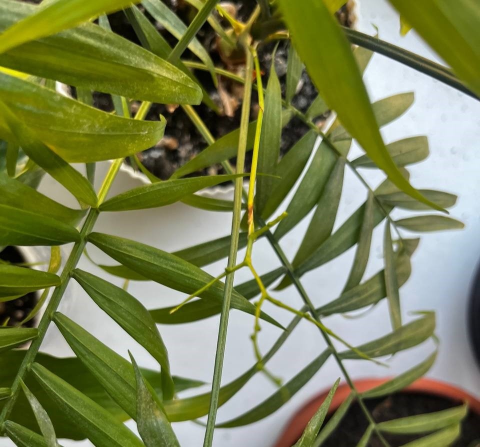 На фото моя хамедоря, скоро тут будут цветочки. :)